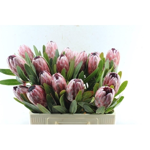 Protea Pink Ice