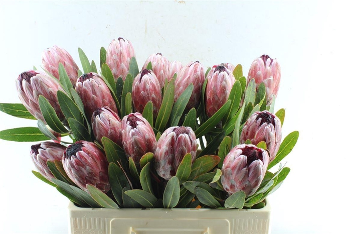 <h4>Protea Pink Ice</h4>