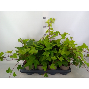 Hedera alger. 'Montgomery'