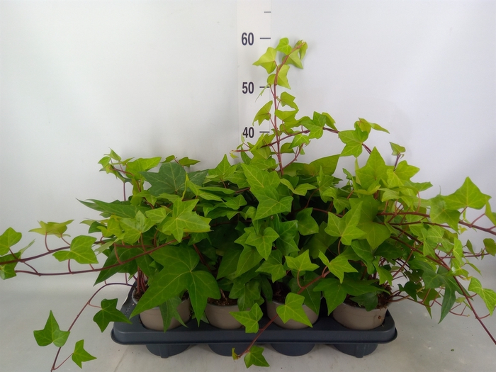 <h4>Hedera alger. 'Montgomery'</h4>