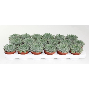 Echeveria Rundelii Special