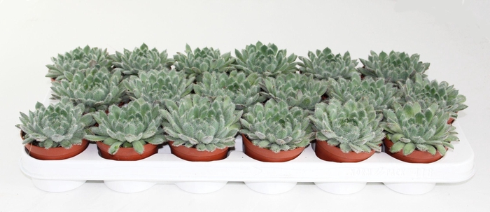 <h4>Echeveria Rundelii Special</h4>