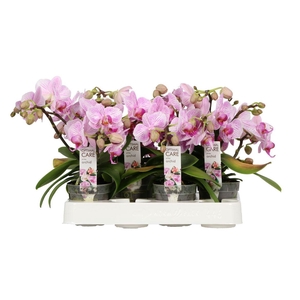 arr8 Phal Candy Pink 2 Spike