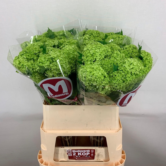 <h4>Viburnum Greenhouse 2 Kop Mediaverdi</h4>