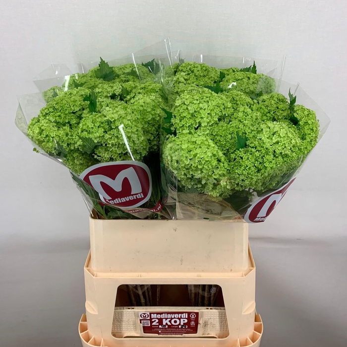 <h4>Viburnum L.80 2+flowers</h4>