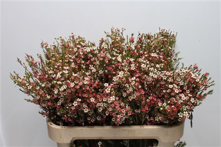 <h4>Chamelauc Sweet 16</h4>