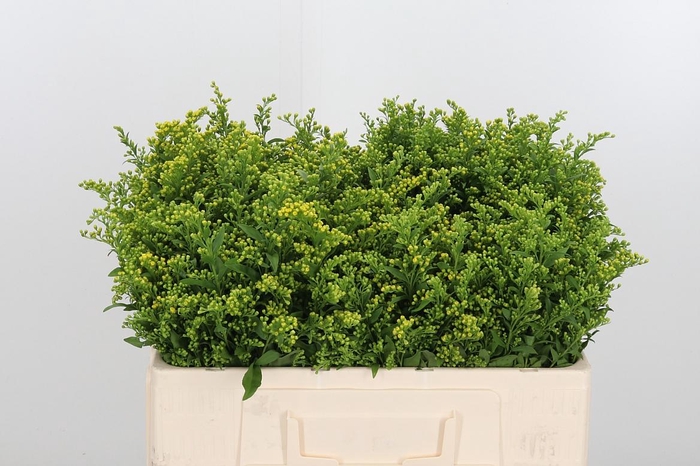 <h4>Soli Carzan Glory</h4>