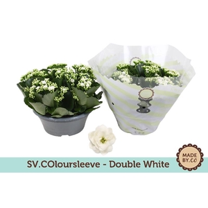 Kalanchoe Double wit Schale