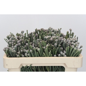 Kaaps Groen Silver Brunia