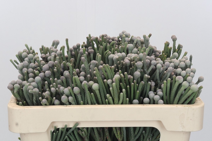 <h4>Kaaps Groen Silver Brunia</h4>