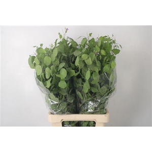 Lunaria Green Per Bunch