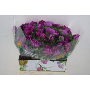 Anem Mistral Super Orchid