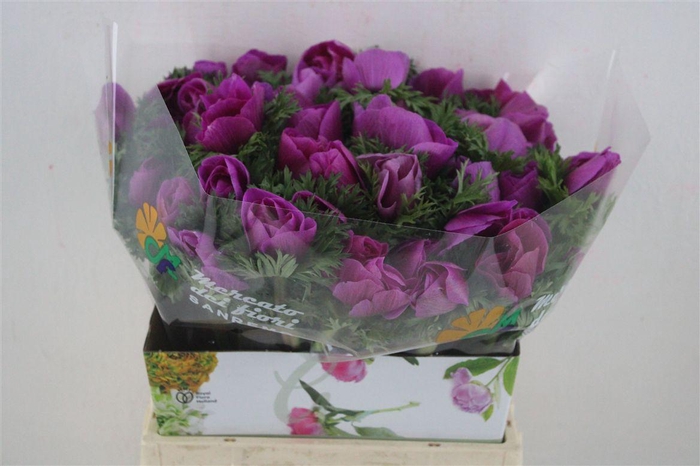 <h4>Anem Mistral Super Orchid</h4>