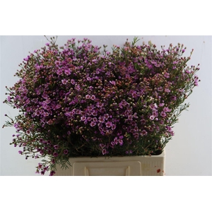 Cham Purple Grand Jupiter