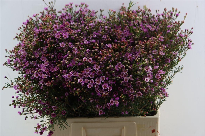 <h4>Cham Purple Grand Jupiter</h4>
