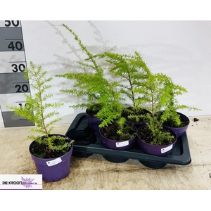 TSUG CANADENSIS