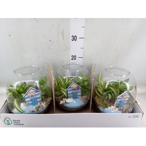 Arr.   Planten L%