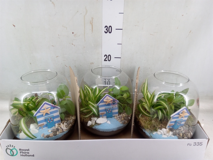 <h4>Arr.   Planten L%</h4>