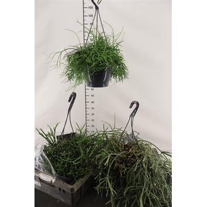 R Rhipsalis 21 Cm. Hangpot Mix A Gemengd