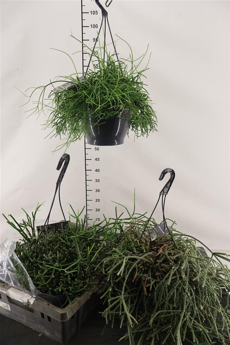 <h4>R Rhipsalis 21 Cm. Hangpot Mix A Gemengd</h4>