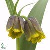 FRIT UVA-VULPIS