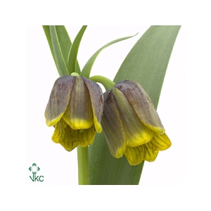 Fritillaria Uva Vulpis