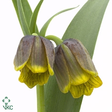 <h4>Fritillaria Uva Vulpis</h4>