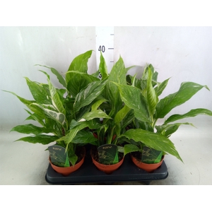 Spathiphyllum  'Diamond'