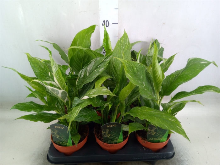 <h4>Spathiphyllum  'Diamond'</h4>