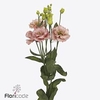 Lisianthus do sabrina orange