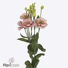 Lisianthus do sabrina orange