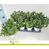 ASTER SHOWMASTER CARNAVAL P12