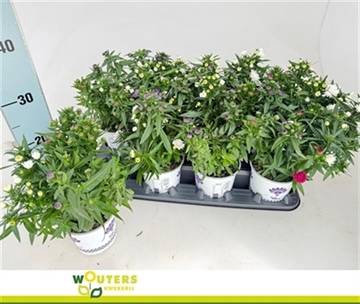<h4>ASTER SHOWMASTER CARNAVAL P12</h4>
