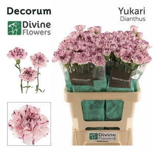 Dianthus ST 'Yukari'