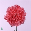 Rosa spray wedding party