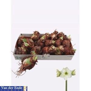 <h4>BLOEMBOL HIPPEASTRUM</h4>