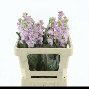 MATTH IRON CHERRY BL