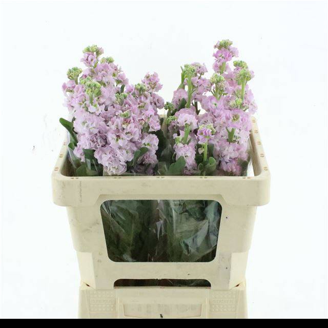 <h4>MATTH IRON CHERRY BL</h4>