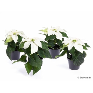 EUPHORBIA PULCHERRIMA  MINI p6 pure white princ