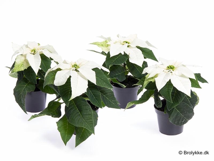 <h4>EUPHORBIA PULCHERRIMA  MINI p6 pure white princ</h4>