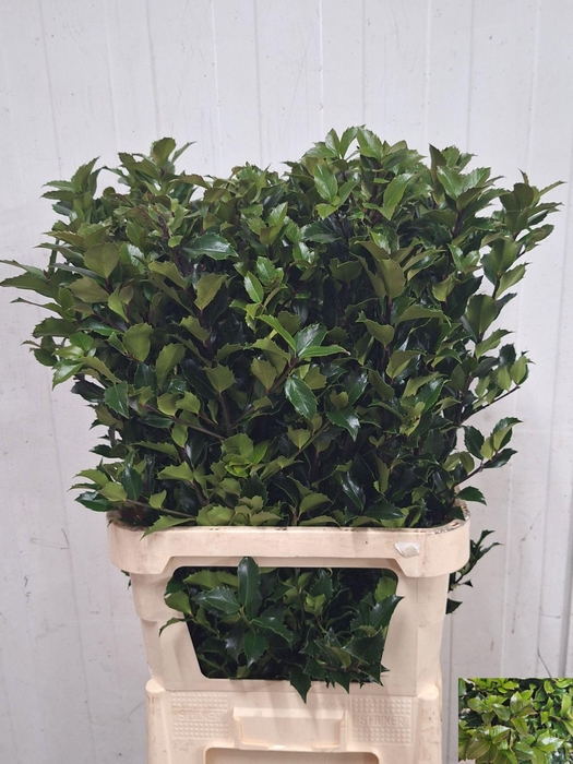 <h4>ILEX BL M BLU FANTAS</h4>