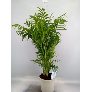 Chamaedorea elegans
