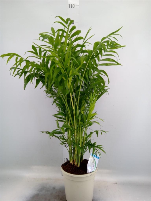 <h4>Chamaedorea elegans</h4>