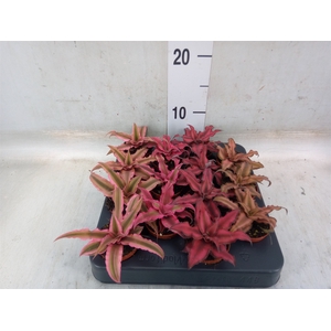 Cryptanthus   ...mix