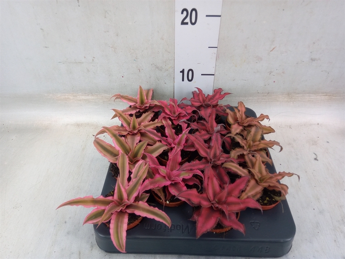 <h4>Cryptanthus   ...mix</h4>