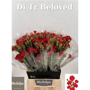 Di Tr Beloved