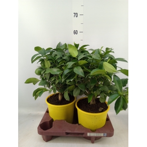 Citrus meyeri 'Meyer'