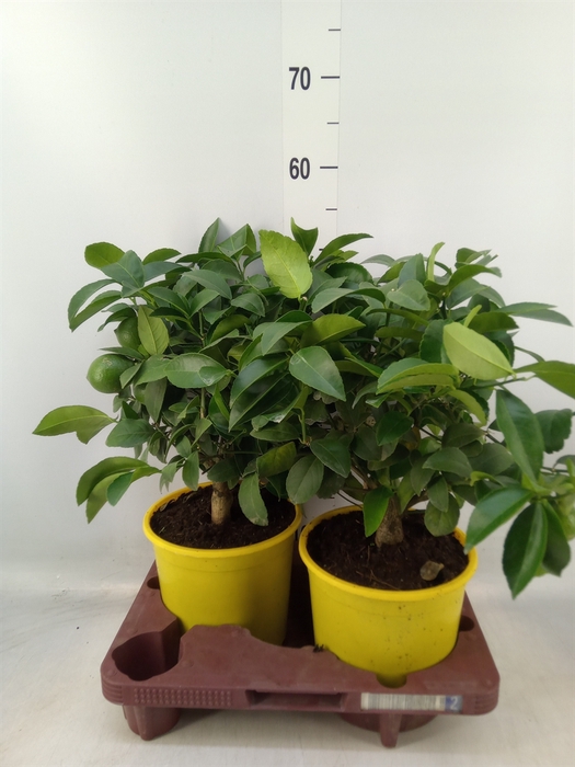 <h4>Citrus meyeri 'Meyer'</h4>