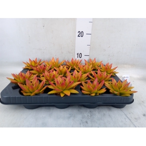 Echeveria  'Miranda'