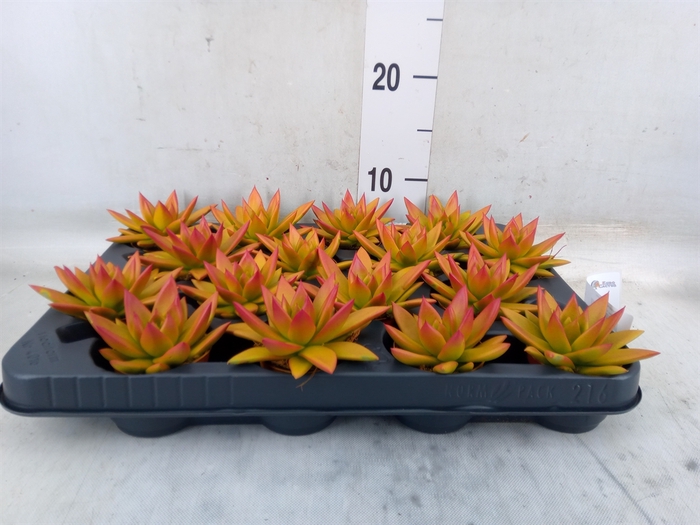 <h4>Echeveria  'Miranda'</h4>